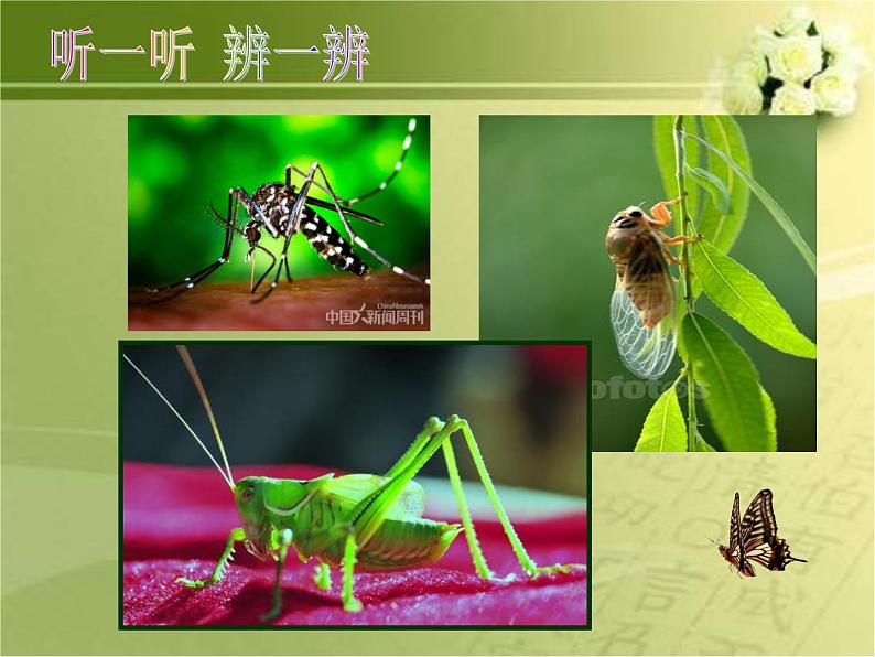 二年级下册美术课件-14.虫虫虫(一)|苏少版第4页