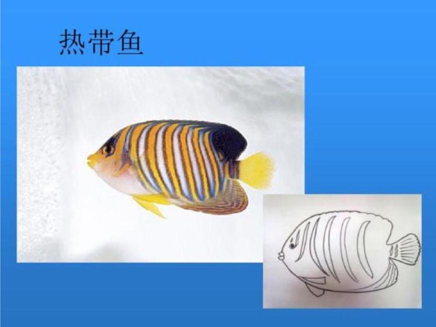 湘美版小學(xué)美術(shù)一下 14.剪對(duì)稱魚(yú)形 課件第3頁(yè)