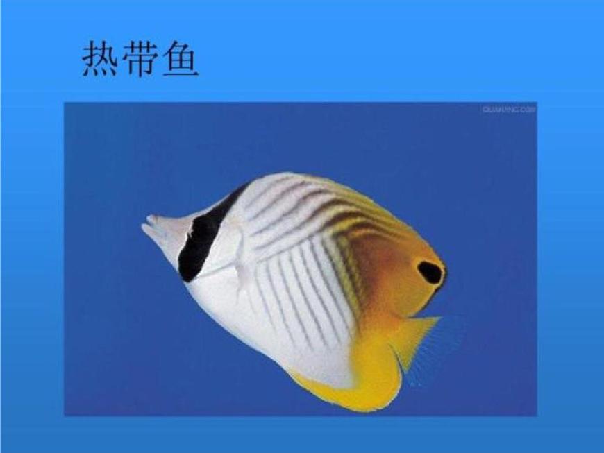 湘美版小學(xué)美術(shù)一下 14.剪對(duì)稱魚(yú)形 課件第4頁(yè)