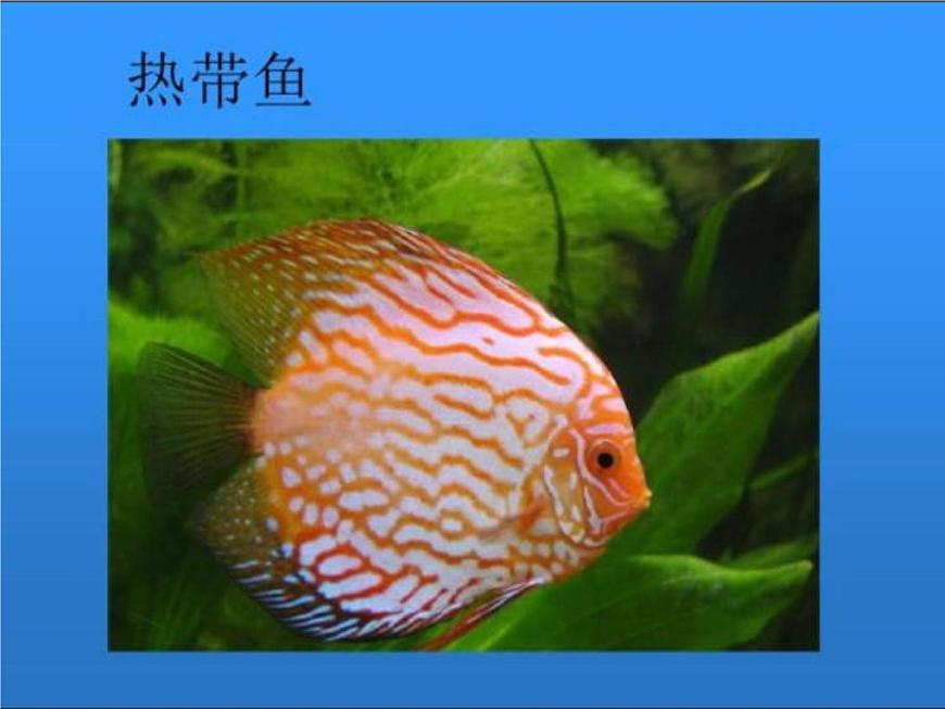 湘美版小學(xué)美術(shù)一下 14.剪對(duì)稱魚(yú)形 課件第5頁(yè)