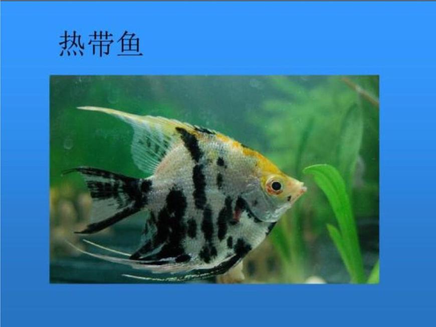 湘美版小學(xué)美術(shù)一下 14.剪對(duì)稱魚(yú)形 課件第6頁(yè)