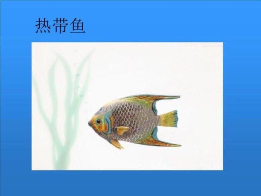 湘美版小學(xué)美術(shù)一下 14.剪對(duì)稱魚(yú)形 課件第7頁(yè)