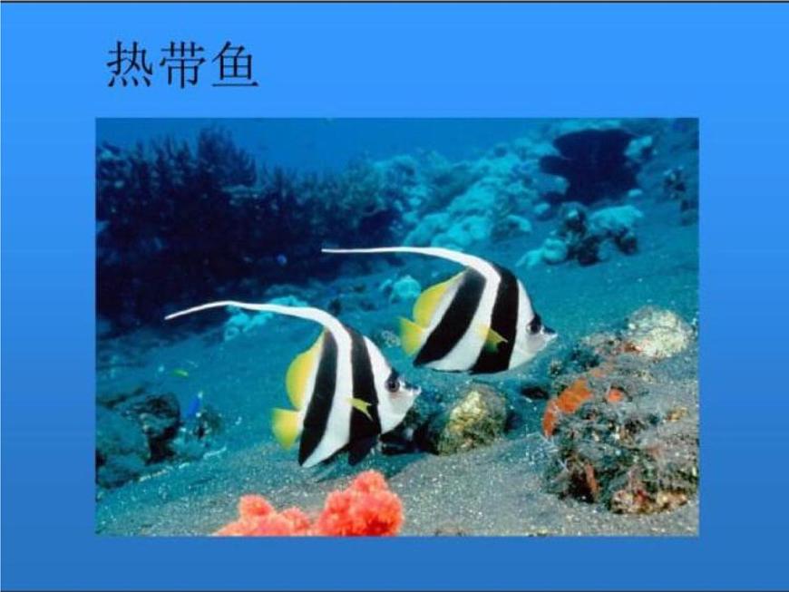 湘美版小學(xué)美術(shù)一下 14.剪對(duì)稱魚(yú)形 課件第8頁(yè)