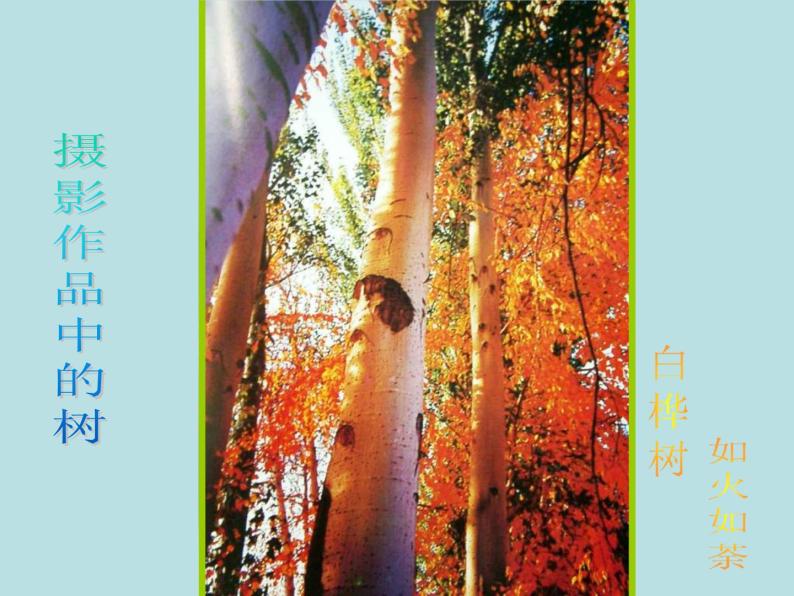 2021-2022学年人美版美术二年级下册第3课《认识身边的树》（课件）08