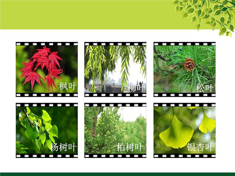 苏少版一年级下册美术 13.叶子片片 课件第3页