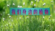 小学美术12. 我们身边的植物课前预习课件ppt