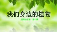 小学美术人美版（北京）四年级下册12. 我们身边的植物课文内容ppt课件