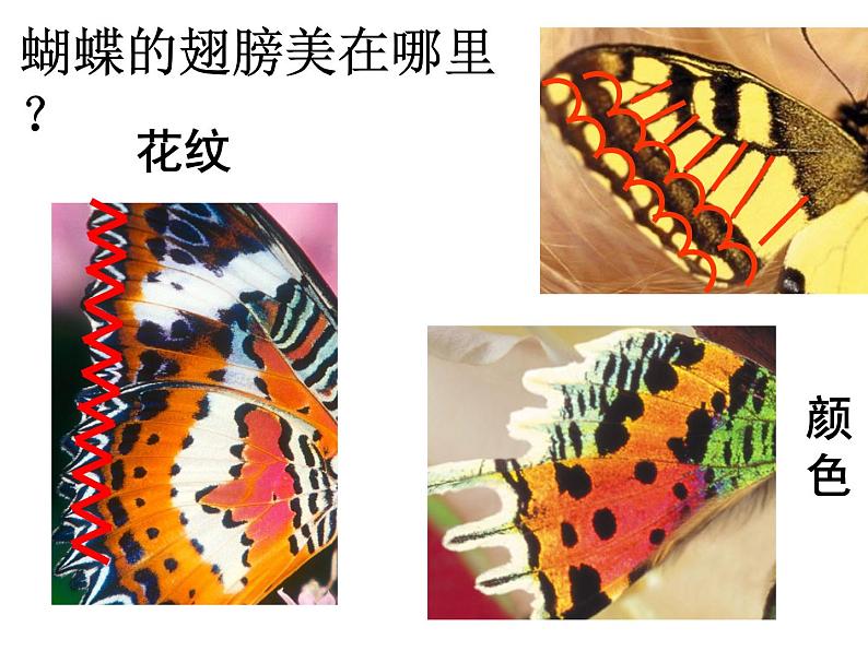 赣美版一下3.漂亮的蝴蝶 课件第4页