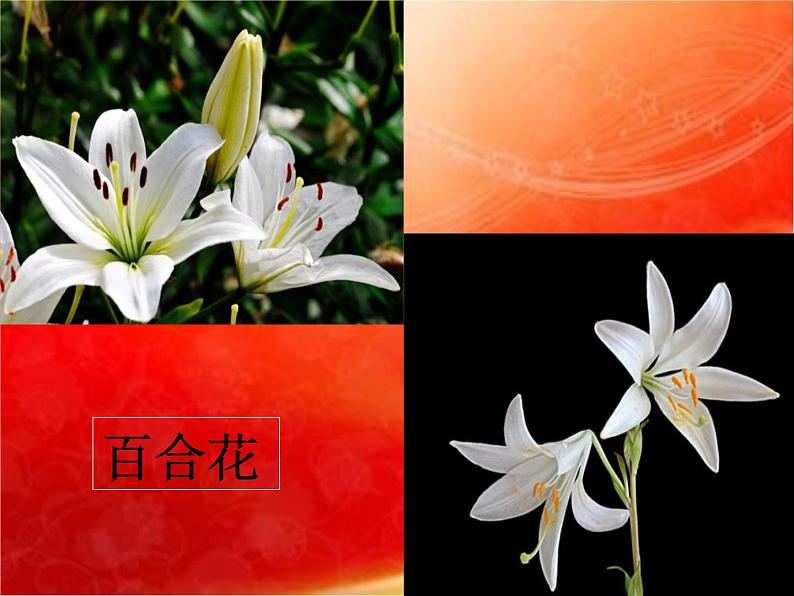 五年级下册美术课件-第11课 鲜花送英烈 丨赣美版 14页第7页