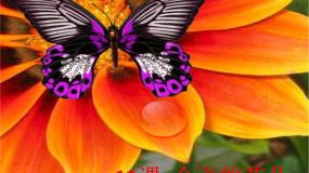 一年级下册第11课 会飞的花朵图文ppt课件