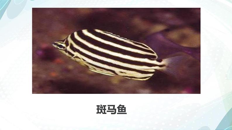 一年级下册美术课件-第13 课 给鱼穿上花衣裳|辽海版06