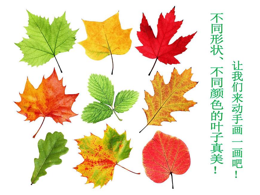 《畫(huà)畫(huà)葉子》課件1第4頁(yè)