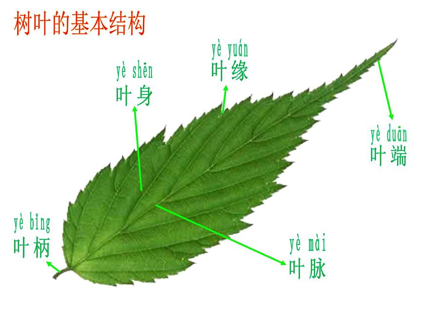 《畫(huà)畫(huà)葉子》課件1第5頁(yè)