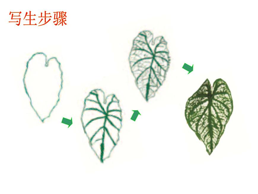 《畫(huà)畫(huà)葉子》課件1第6頁(yè)