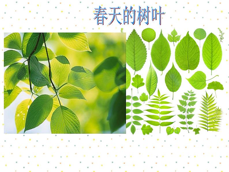浙美版小学美术二年级下册9-印印画画-课件05
