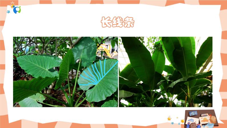岭南版3上美术第14课《奇特的热带植物》课件+教案08
