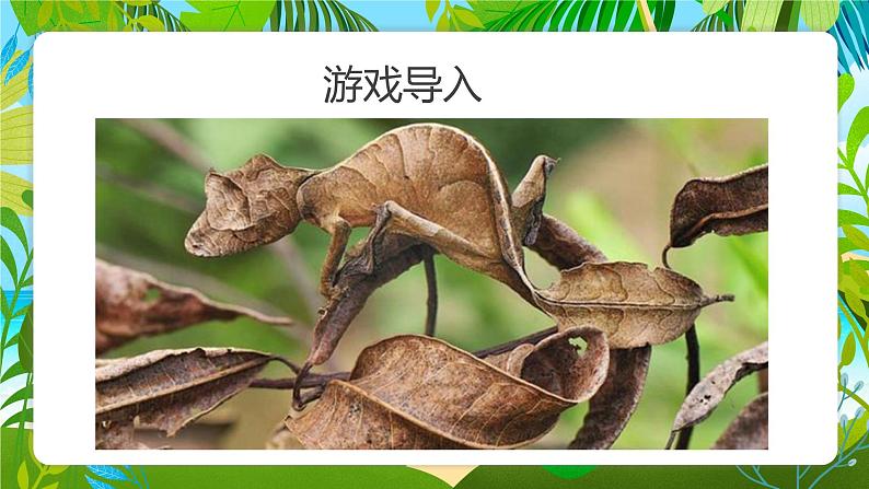 浙美版1上美术17《动物身上的斑点》课件第4页