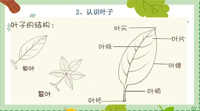 浙美版1上美术18《画画叶子》课件第7页