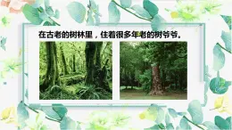 小学美术 岭南版 二年级《给树爷爷画像》课件