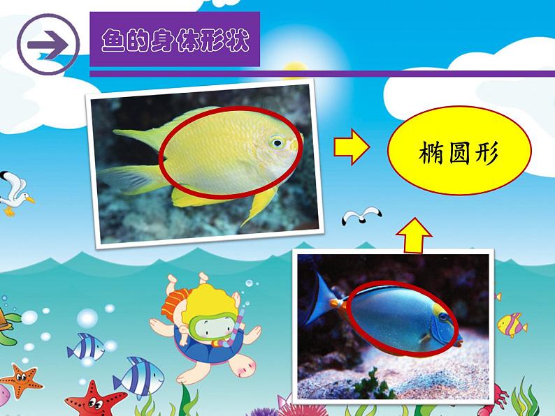 一年级上册美术课件第12课 美丽的鱼 沪教版第3页