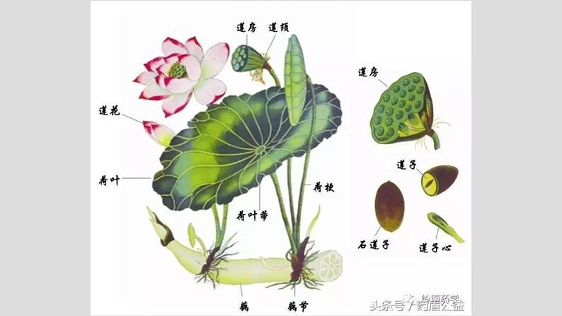 小学美术 岭南版 四年级上册《美丽的荷塘》重难点讲解ppt 课件第2页