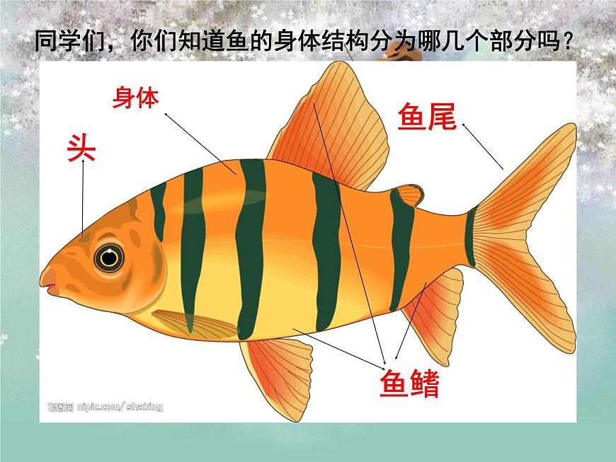 湖南美術(shù)出版社小學(xué)美術(shù)一年級(jí)下冊(cè) 14. 剪對(duì)稱(chēng)魚(yú)形第5頁(yè)