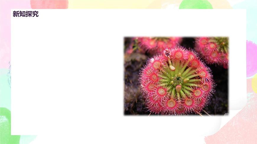 人美版美術(shù)二下2.《吃蟲草》課件第8頁