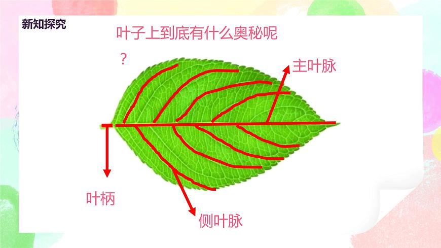 人教版美術(shù)二下8.《葉子上的小“血管”》課件第6頁
