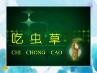 吃虫草（课件）