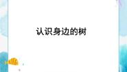 美术人美版3.认识身边的树优秀ppt课件