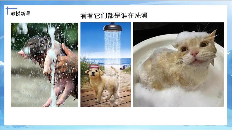 第八课《洗澡》课件+教案04