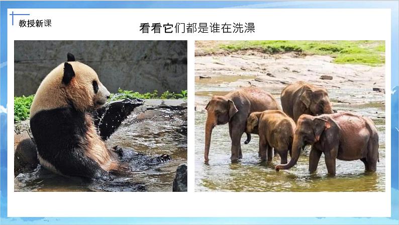 第八课《洗澡》课件+教案05