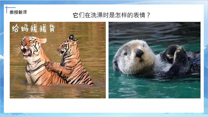 第八课《洗澡》课件+教案06