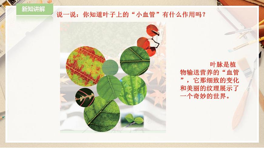 人教版 美術(shù) 二年級下冊 第八課《葉子上的小“血管“》課件第3頁