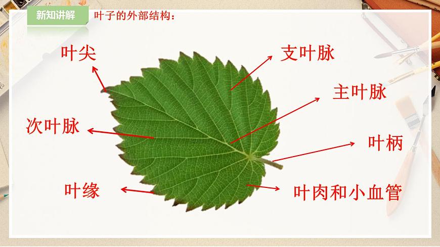 人教版 美術(shù) 二年級下冊 第八課《葉子上的小“血管“》課件第5頁