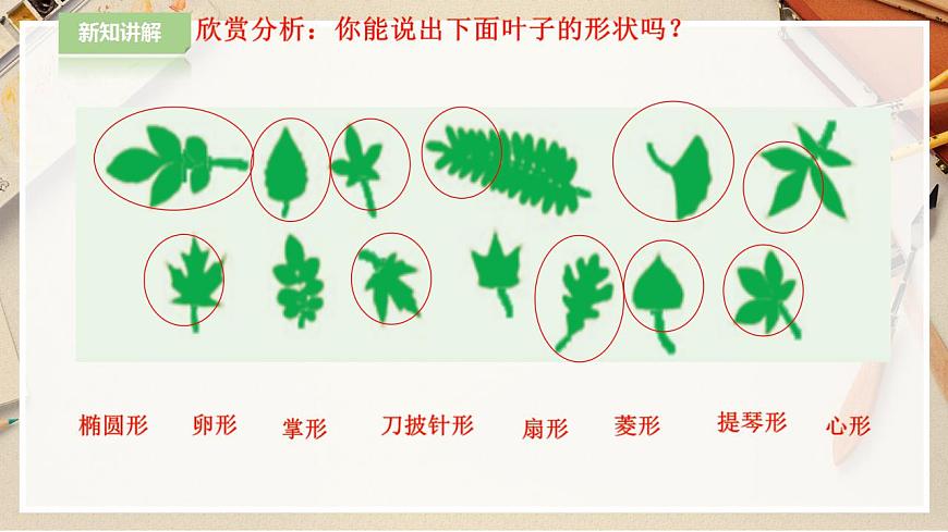 人教版 美術(shù) 二年級下冊 第八課《葉子上的小“血管“》課件第6頁