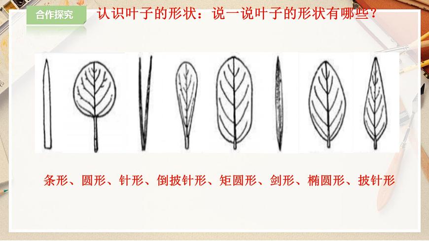 人教版 美術(shù) 二年級下冊 第八課《葉子上的小“血管“》課件第7頁