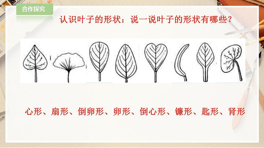 人教版 美術(shù) 二年級下冊 第八課《葉子上的小“血管“》課件第8頁