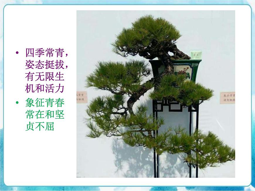 第11課 學畫松樹人教版美術五年級下冊課件第3頁