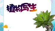小学美术人美版四年级下册1.植物写生评优课ppt课件