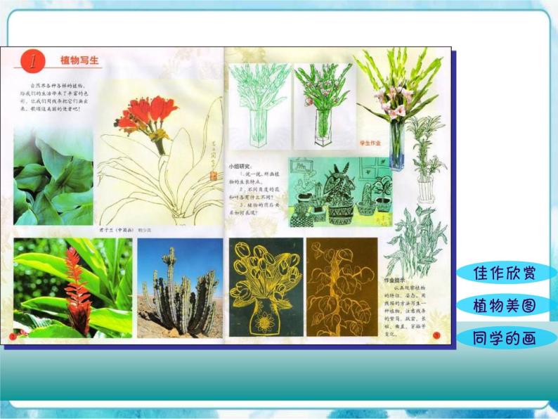 四年级美术下册第1课植物写生课件02