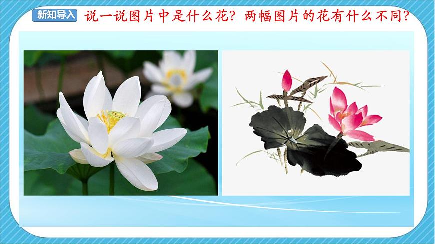 人美版美術(shù)三年級下冊第十六課《生活與藝術(shù)中的花》課件第2頁