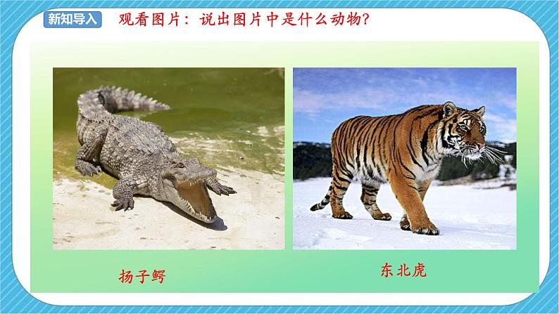 第十九课《保护珍稀野生动物》课件+教案03