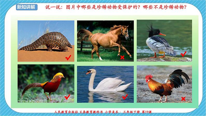第十九课《保护珍稀野生动物》课件+教案06