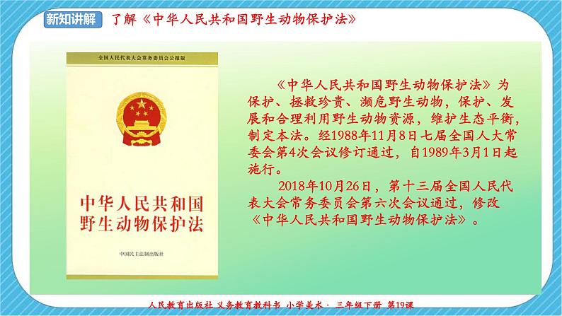 第十九课《保护珍稀野生动物》课件+教案07