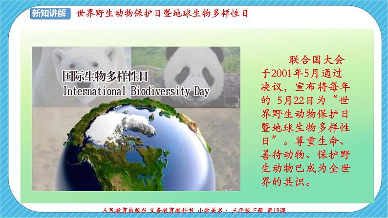 第十九课《保护珍稀野生动物》课件+教案08