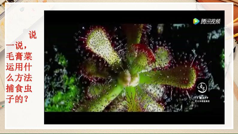 【人美版】二下美术 第二课 《吃虫草》(授课课件+授课教案+说课课件+说课教案)03