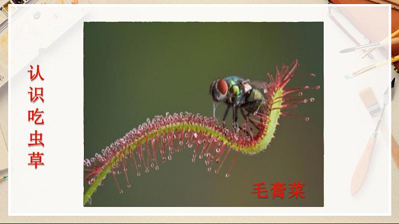 【人美版】二下美术 第二课 《吃虫草》(授课课件+授课教案+说课课件+说课教案)04