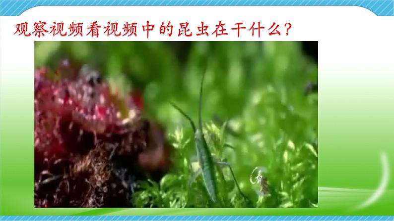 人美版美术一年级下册第十一课《奇妙的爬行》课件第2页