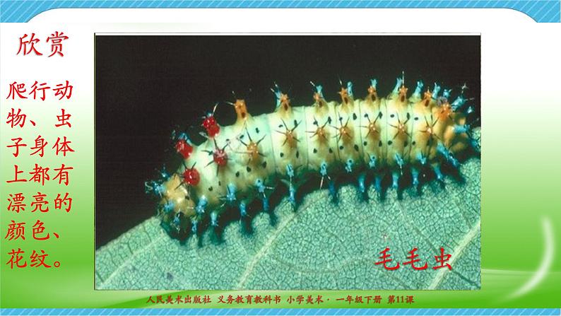 人美版美术一年级下册第十一课《奇妙的爬行》课件第5页